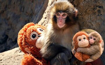 Abandoned Baby Macaque Punch At Ichikawa Zoo Wins Hearts Worldwide After Viral #HangInTherePunch Story 