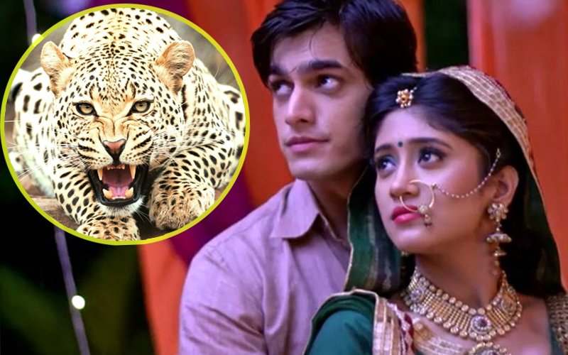 Leopard Spoils The Romance On The Sets Of Yeh Rishta Kya Kehlata Hai