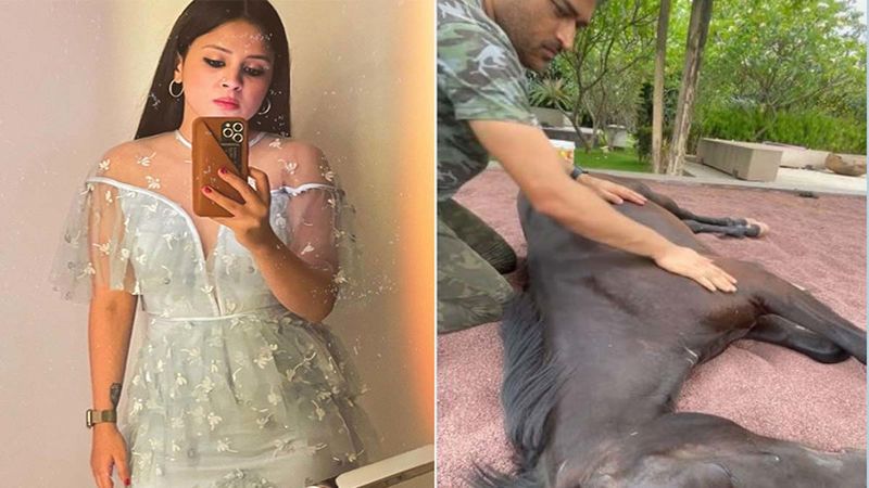 MS Dhoni’s Wife Sakshi Treats MSD Fans With A Soul Soothing Video; Has The Cricketer Comforting A Horse