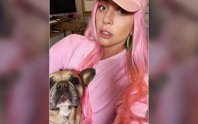 Lady Gaga Offers Half-A-Million Dollars In Return Of Her Stolen French Bulldogs, After Her Dog Walker Gets Shot-REPORT