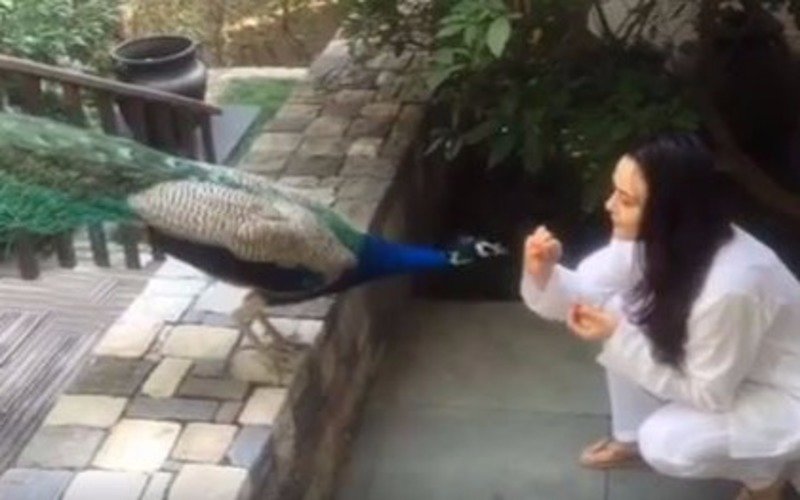 Watch: Preity Zinta feeding a peacock