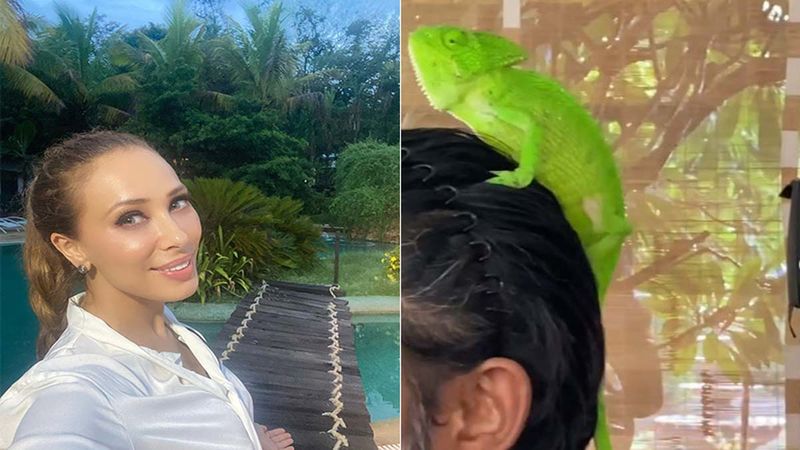 Is That Salman Khan With A Chameleon On His Head? Rumoured GF Iulia Vantur Posts A New Video –WATCH