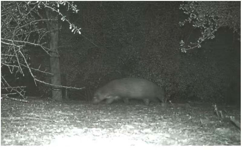 Alien-Like Wild Creature Spotted In US? Mysterious Four-Legged Animal Captured On Camera As It Stolls At Night In The South Texas Park-SEE PIC