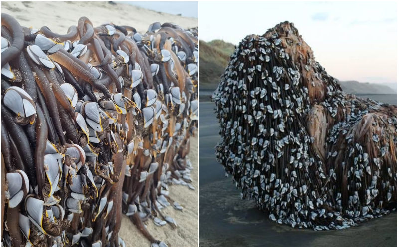 Alien Spotted In New Zealand? Woman Finds Strange Creatures With Worm-like Tentacles On Papamoa Beach-SEE PICS!