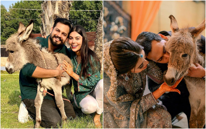 Pakistani YouTuber Azlan Shah Gifts ‘Awdorable’ Baby Donkey To His Newly Wedded Wife And Netizens Cannot Stop Crushing Over The CUTEST Foal-WATCH!