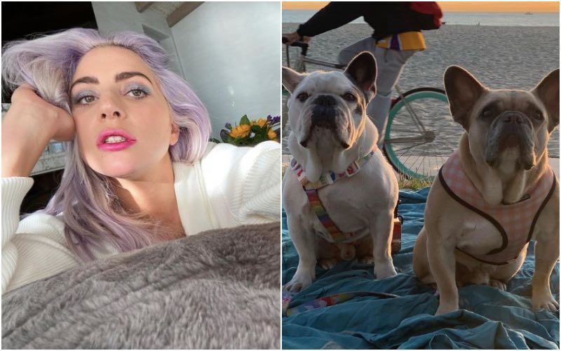 Lady Gaga’s Two French Bulldogs Are Back Home After Being Stolen; A Woman Returns Them To The Singer