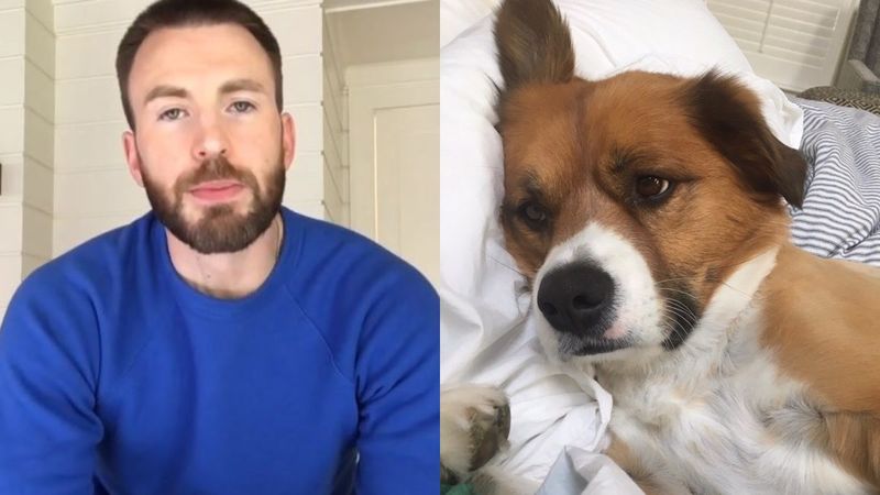 Chris Evans AKA Captain America’s Instagram Debut Is All And Only About His Pet Dog; Wholesome Content, You Guys