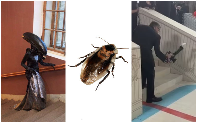 Cockroach Gatecrashes Met Gala 2023, Walks The Red Carpet; Internet Calls It ‘Best Dressed’-WATCH!