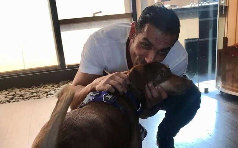 John Abraham Thanks Supreme Court For Modifying Stray Dogs Verdict, Welcomes SC Order On Delhi-NCR Community Dogs