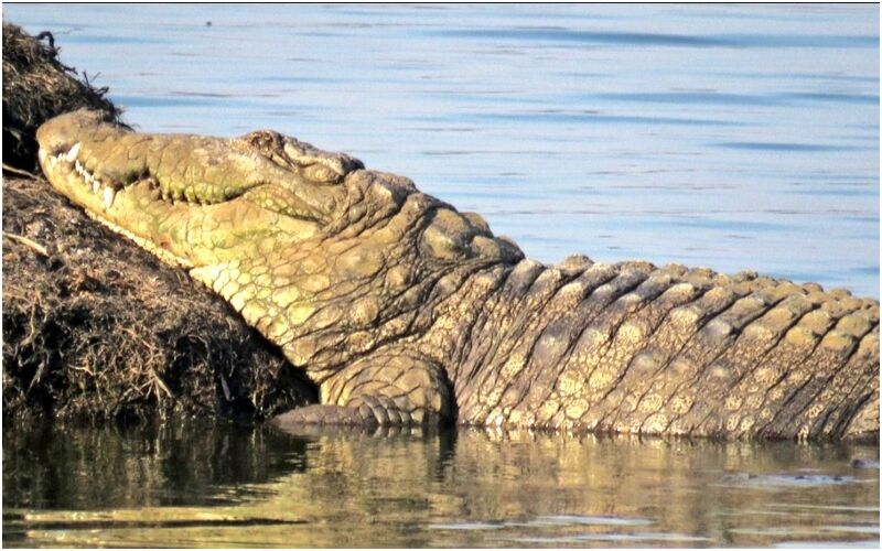 OMG! Crocodile Comes Out Of Powai Lake In Mumbai: Causes Panic Among The Onlookers