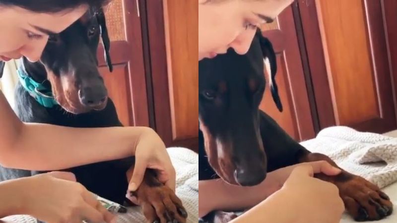 Disha Patani Trimming Her Pet Dog’s Nails As He Watches Calmly Is A Rare Sight; We Bet You Can’t Resist Saying ‘Aww’ - VIDEO