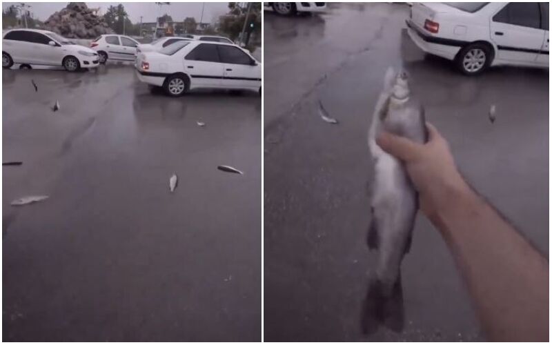 Fish Rain In Iran: Viral Video Of The Rare Phenomenon Surfaces Online! All You Need To Know About THIS Strange Occurrence