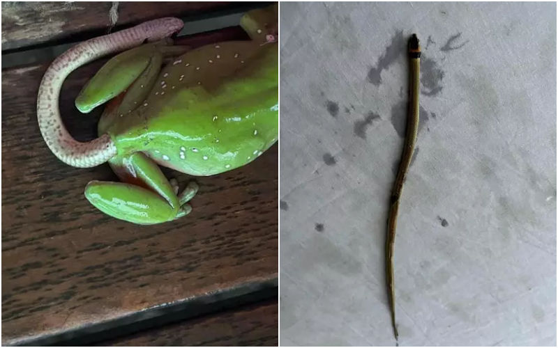WEIRD! Live Snake Comes Out Of Frog’s Bum! Internet Is Left Completely Baffled And Grossed Out By The VIRAL Photo-WATCH