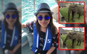 Parineeti Chopra Amused By An Elephant’s Sweet Gesture, Shares Video On Social Media