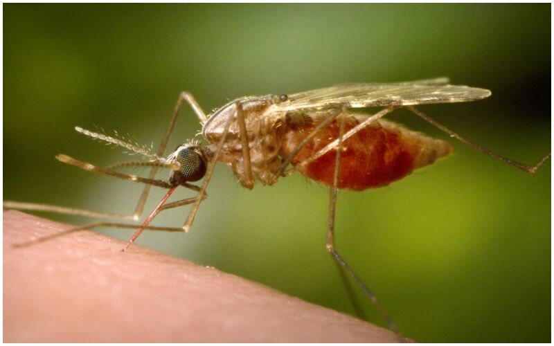 EEE Virus: Massachusetts Faces Threat From Rare Mosquito-Borne Disease!  - All You Need To Know