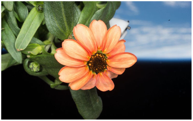 ‘SPACE FLOWER’: NASA Shocks The World By Sharing Picture Of A Blooming Zinnia Flower Grown On ISS! READ BELOW For More Info On ‘Plants In Space’