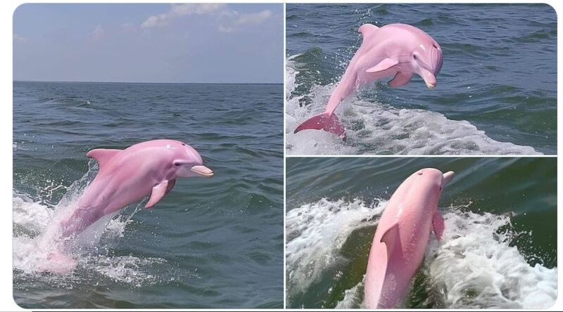 OMG! Pink Dolphin SPOTTED In North Carolina? Netizens Are Confused Whether Its Real Or Fake - SEE PICS
