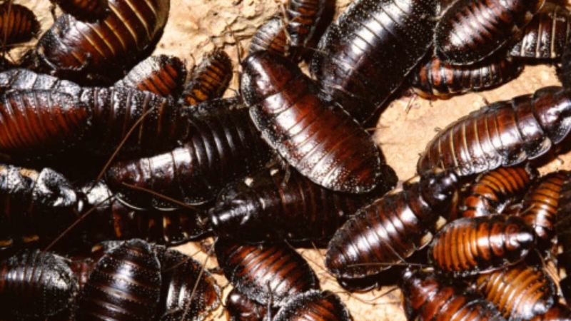 Man Discovers That A Family Of Cockroaches Is Residing Inside His Ear; Here’s How He Got Rid Of Them