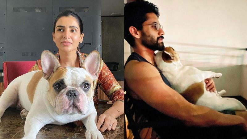 Samantha Akkineni Shares 'Family Portrait' Of Her Yoga Session With Hubby Naga Chaitanya And Pet Dog; All We Can Say Is, Goals - PIC