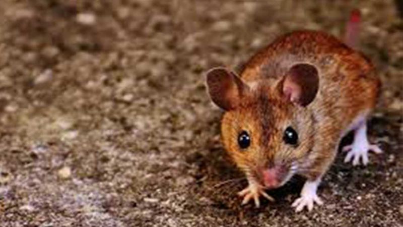 After COVID-19 Battle ‘Hantavirus’ Kills Man In Yunnan Province; Read On To Know All About This Virus Originated In China