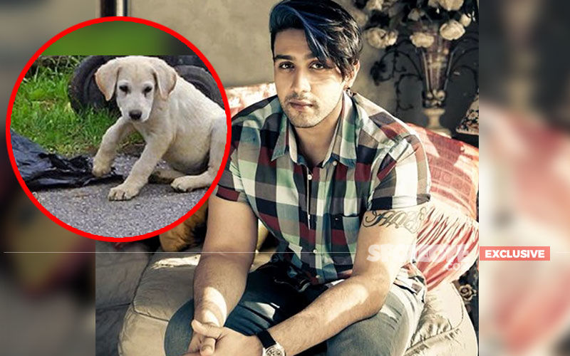 Adhyayan Suman On People Abandoning Pets Amidst Coronavirus Scare: 'WHO Jo Bol Raha Hai, Dimaag Kholke Sun Lo Na Ek Baar'- EXCLUSIVE