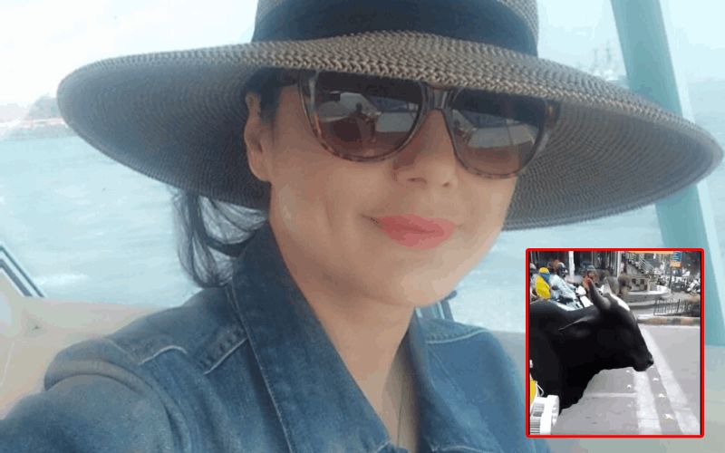 Preity Zinta Shares A Viral Video Of A Cow Abiding By Traffic Rules; A Learning Lesson For Some, Maybe?