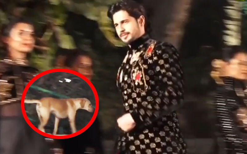 Oops! Sidharth Malhotra’s Ramp Walk Hijacked By A Dog- Watch The Hilarious Video