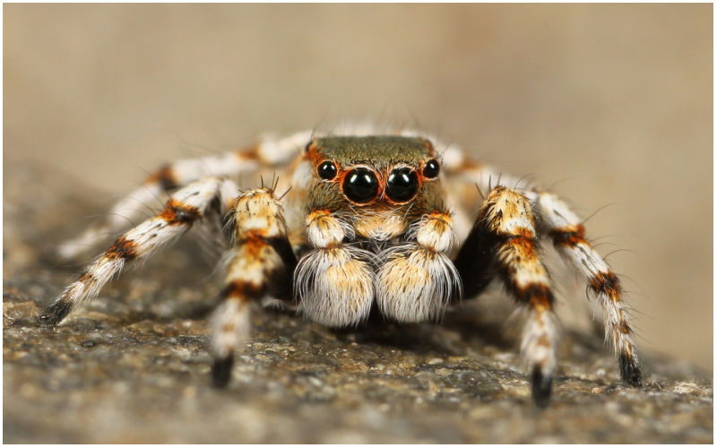 VIRAL! Spider Nests In Woman’s Ear; Terrifying VIDEO Shows Spider Raising Colony Of Offsprings As She Complains Of ‘Buzzing Sound’ From Her Ear-WATCH