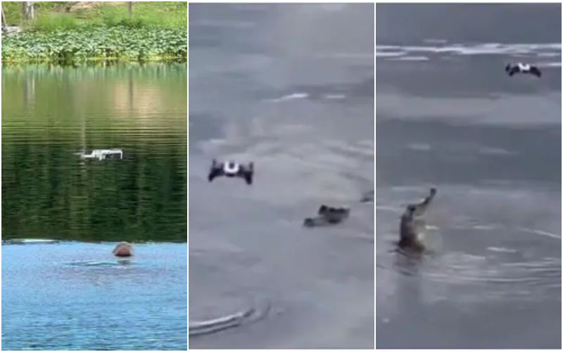 VIRAL! Alligator Jumps Out Of Water To Munch On A Drone? Video Leaves Internet Divided As Many Express Their Concerns For Harming The Wildlife!