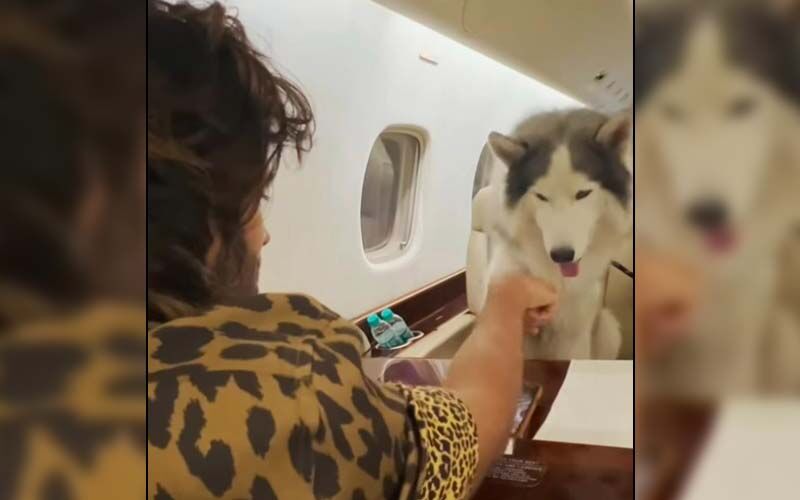 Vijay Deverakonda Gives Fans A Glimpse Of His Furry Friend Storm's First Plane Ride; Netizens Say 'Aww, So Cute' -WATCH VIDEO