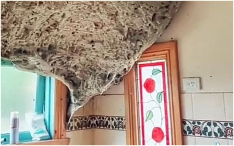 VIRAL! ‘Alien-like’ Deadly Wasp Nest Found In Bathroom That Sized ‘70 Inch TV’! Australian Homeowner Terrified After Spotted Deadly Creatures-WATCH