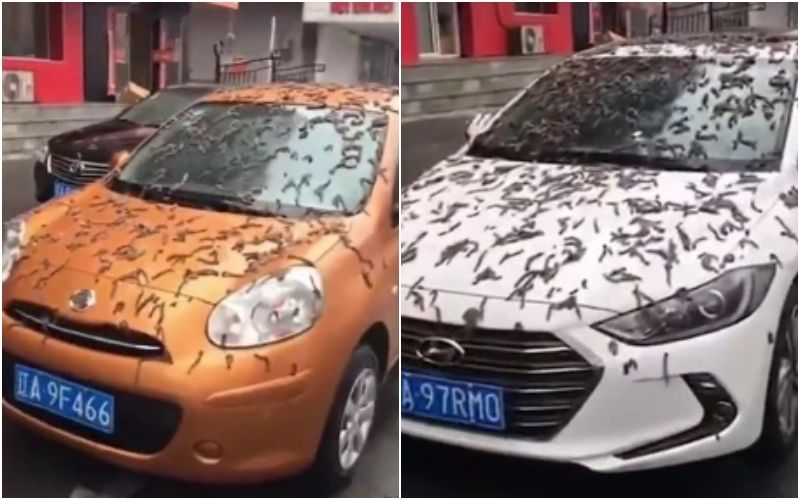 RAIN OF WORMS IN CHINA?! Beijing Flooded With Creatures From Sky; Residents Of Liaoning Advised To Carry Umbrellas On Streets