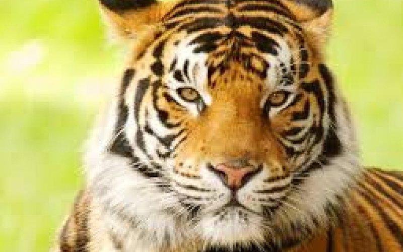 MEME: Zareen Khan wants to adopt Tiger