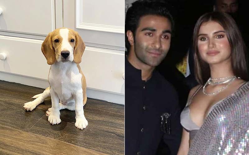 Tara Sutaria Welcomes A Tiny Beagle Home, Names Him Bailey; This Has An Aadar Jain Connect - Read On
