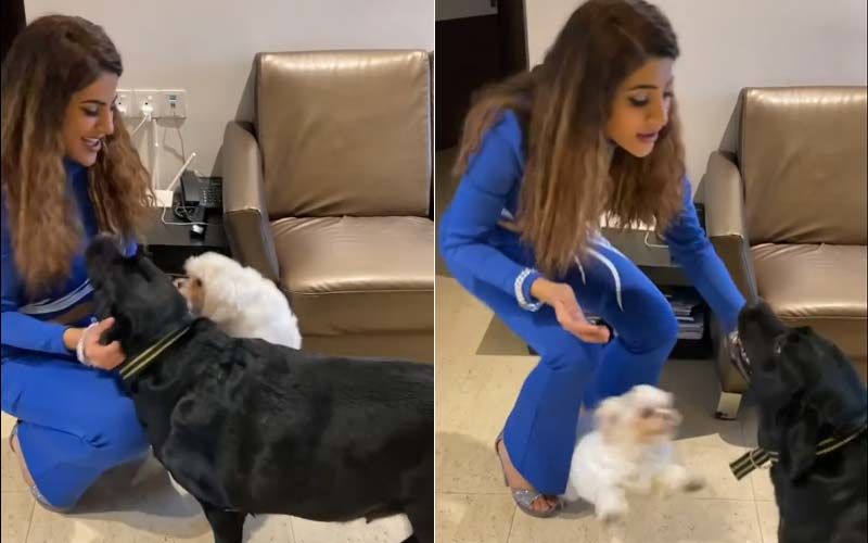 Bigg Boss 14's Nikki Tamboli Shares A Glimpse Of Meeting Her Pets After 5 Months