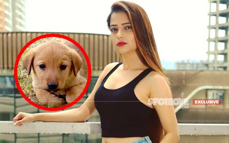 Death Of Humanity! 45-Day-Old Puppy Slaughtered In Actress Pooja Singh's Building; Disturbed Actress Says, 'The Crime Is So Big That I Couldn't Keep Away From Raising My Voice'- EXCLUSIVE