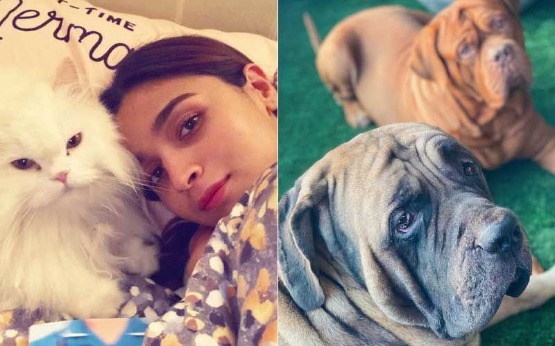 Coronavirus Lockdown: Alia Bhatt Is Staying With Ranbir Kapoor, His Two Dogs And Her Cat; All Together During Quarantine