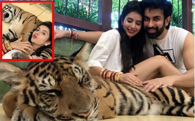 Rajeev Sen-Charu Asopa Trolled For Posing With A Sedated Tiger During Their Thai Honeymoon