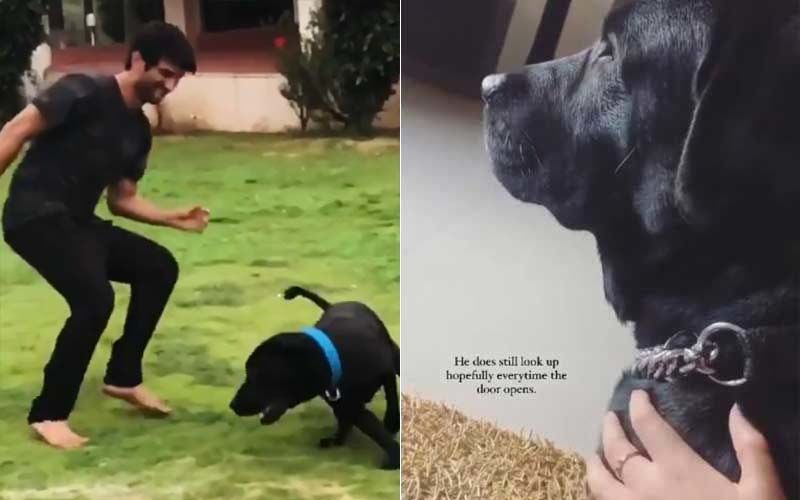 Sushant Singh Rajput’s Pet Dog Fudge Gets Alert At The Mention Of Sushant, Constantly Checks Cars Hoping SSR Would Return