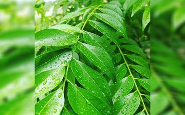 Curry Leaves Benefits: 5 Health Benefits Of Kadi Patta You Should Know About!
