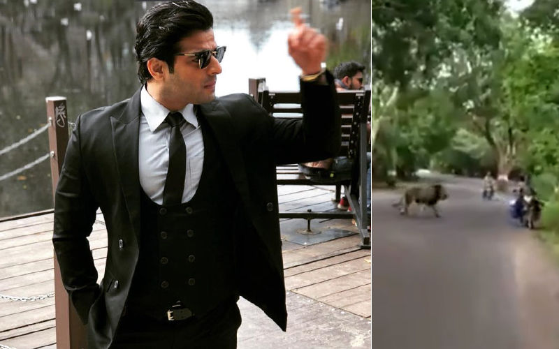 Karan Patel Shares A Video Of A Lion Strolling Across Mumbai's Aarey Road