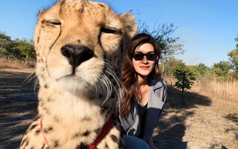 Kriti Sanon Receives Backlash As She Poses For A Selfie With Cheetah; Trolls Call Her “Irresponsible”