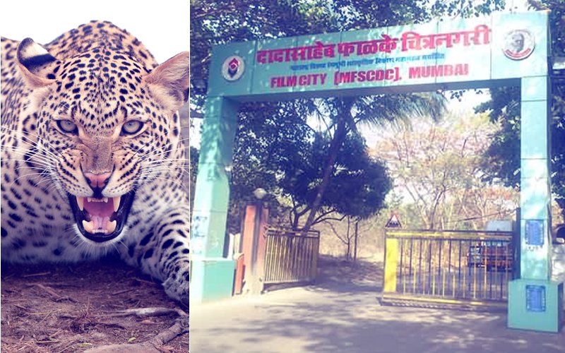 SHOCKING VIDEO: Leopard Strolls On-The-Sets Of Sony TV’s Upcoming Show In Film City