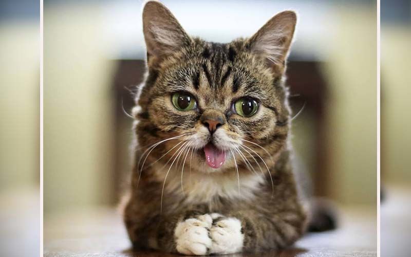 Internet’s Most Beloved Feline Celebrity, Lil Bub Dies At 8