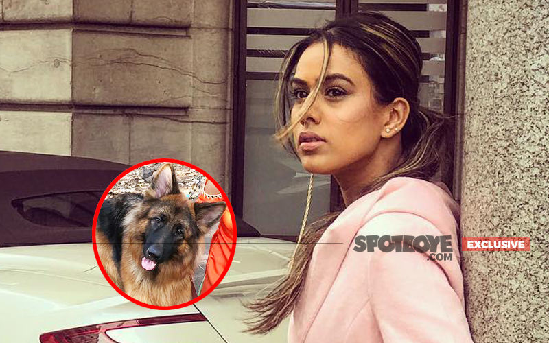 Nia Sharma Attacked By Dogs During Ishq Mein Marjawan Shoot