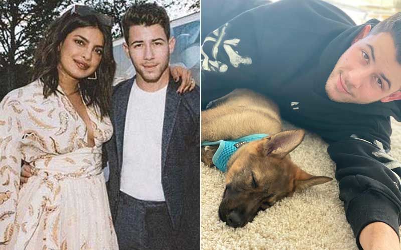 Priyanka Chopra Surprises Husband Nick Jonas With A New Addition To The Fam On Their 1st Anniversary - VIDEO