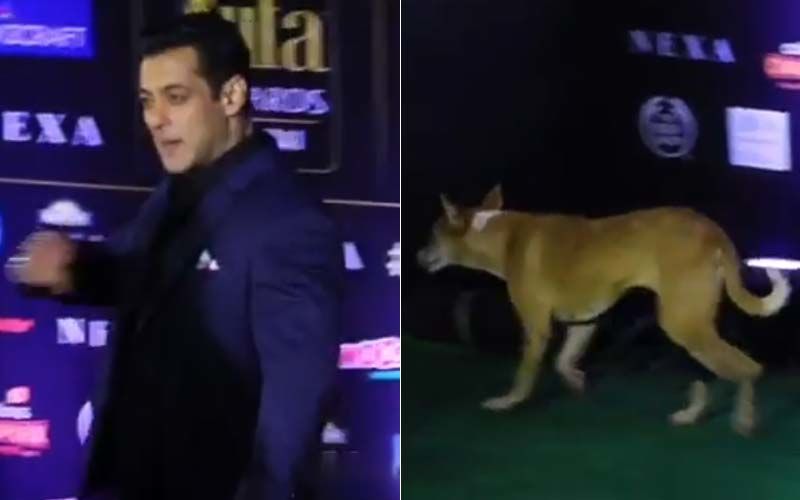 IIFA Awards 2019: An Adorable Pup Follows Salman Khan On The Green Carpet; Bhaijaan's Fan Following Knows No Bounds