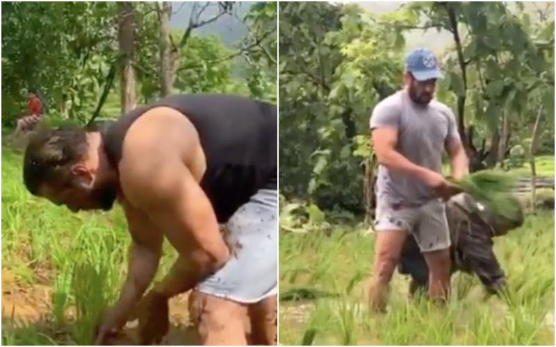 Salman Khan Enjoys Farm Life As He Shares Video Of Planting Rice Saplings With Utmost Swag - Watch