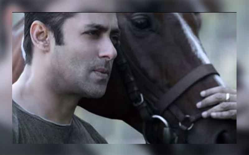 Salman Buys Two Horses- Bajrangi And Bhaijaan!
