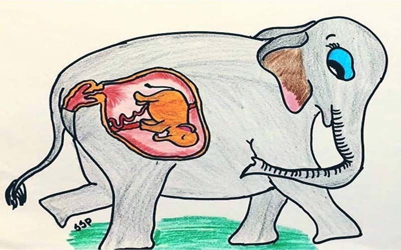 Inhuman Killing Of Pregnant Elephant: Jitendra Joshi, Shashank Ketkar, Siddharth Chandekar And Others Express Their Grief